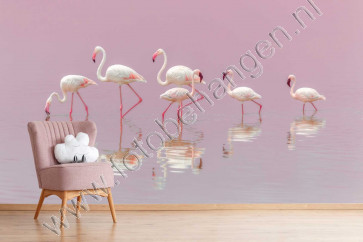 Vlies fotobehang Flamingo