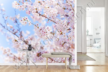 Vlies fotobehang Japanse Kersenbloesem