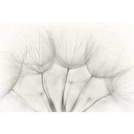 Vlies fotobehang Dandelions zwart en wit