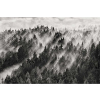Vlies fotobehang Misty forest