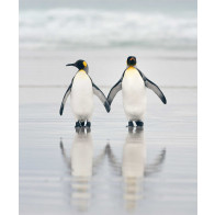 Vlies fotobehang Pinguin stel