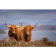 Vlies fotobehang Schotse koeien