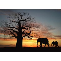 Vlies fotobehang Silhouetten Afrika