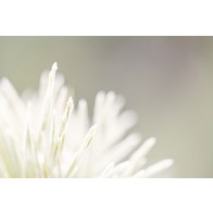 Vlies fotobehang Witte bloem bij vorst