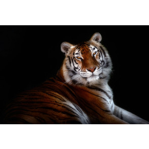 Vlies fotobehang Bengaals tijger