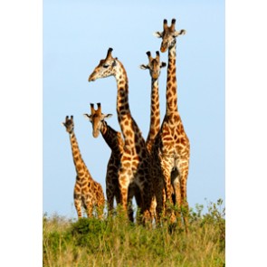 Vlies fotobehang Giraffenfamilie