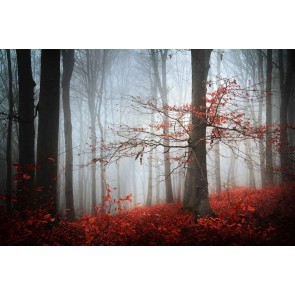 Vlies fotobehang Mistige herfstdag in het bos