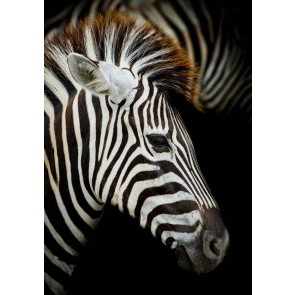 Vlies fotobehang Zebra