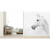 Vlies fotobehang White Arabian horse